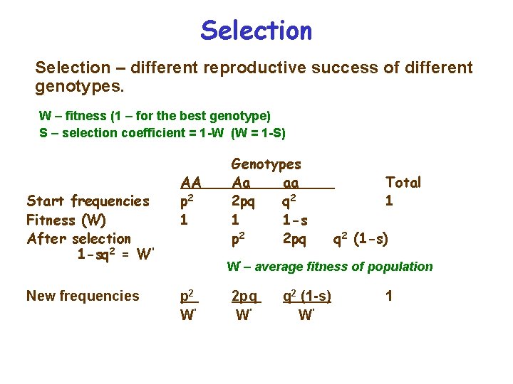 Selection – different reproductive success of different genotypes. W – fitness (1 – for