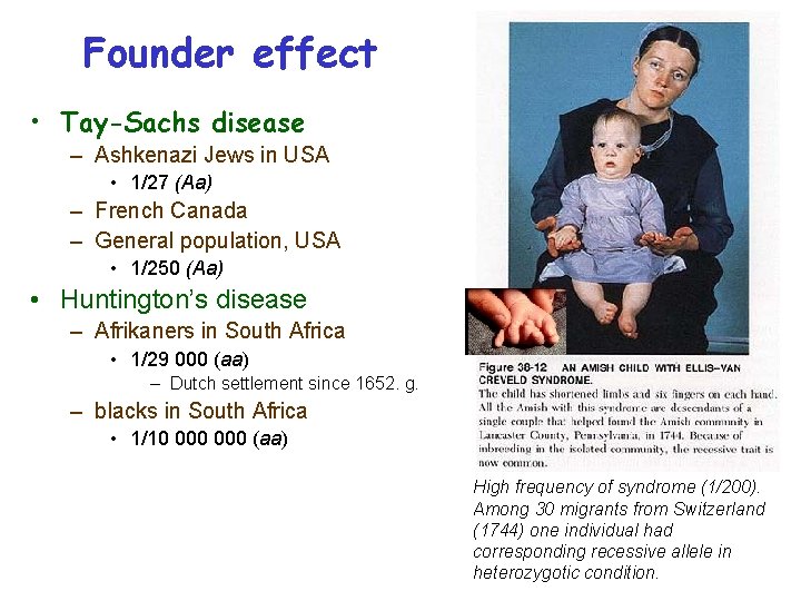 Founder effect • Tay-Sachs disease – Ashkenazi Jews in USA • 1/27 (Aa) –