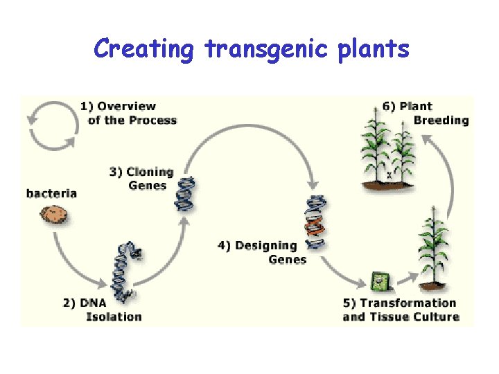 Creating transgenic plants 
