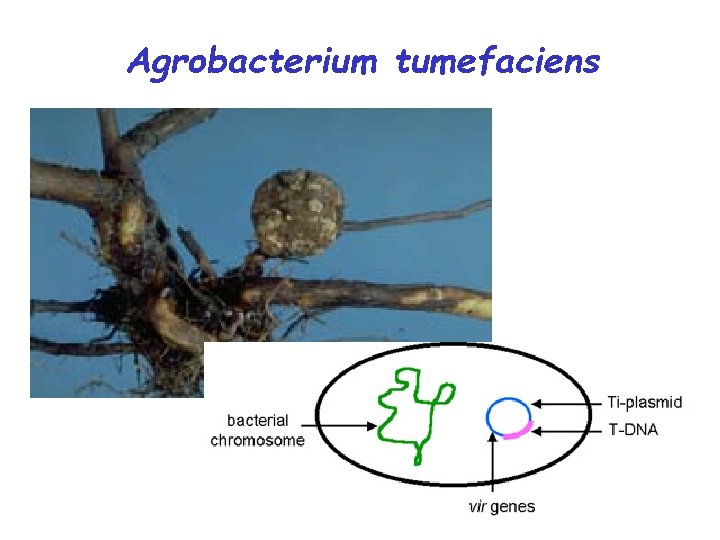 Agrobacterium tumefaciens 