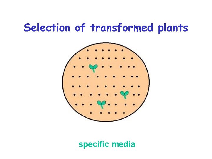 Selection of transformed plants specific media 