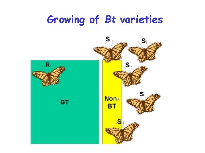 Growing of Bt varieties 