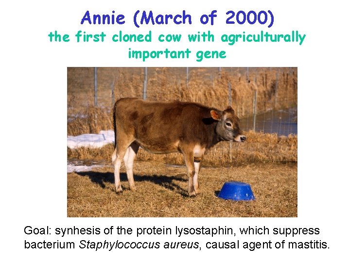 Annie (March of 2000) the first cloned cow with agriculturally important gene Goal: synhesis