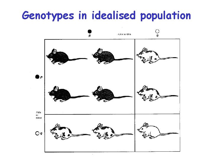 Genotypes in idealised population 