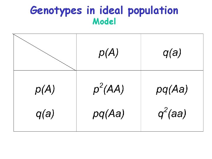 Genotypes in ideal population Model 