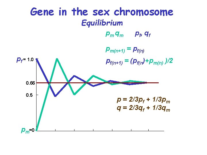 Gene in the sex chromosome Equilibrium pm qm p f, q f pm(n+1) =