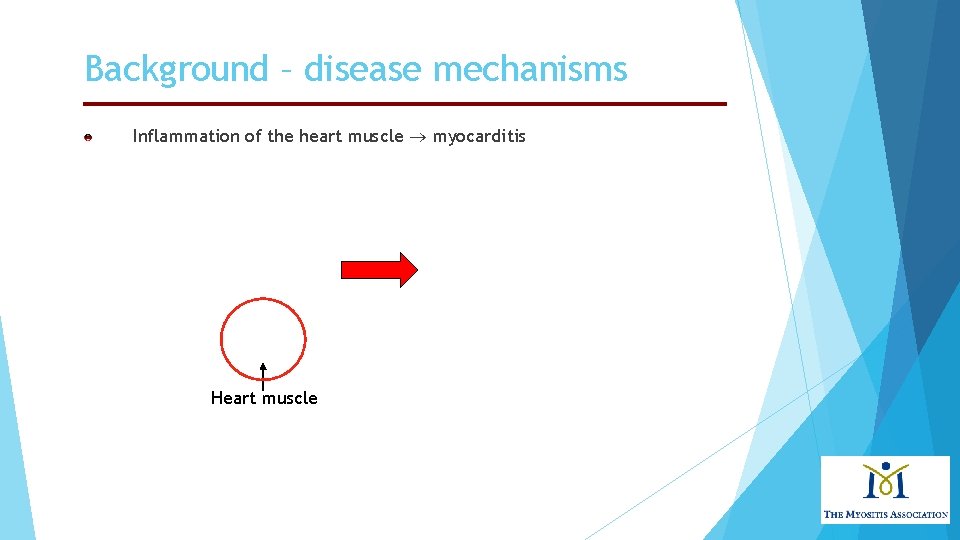 Background – disease mechanisms Inflammation of the heart muscle myocarditis Heart muscle 