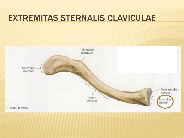 Extremitas Sternalis