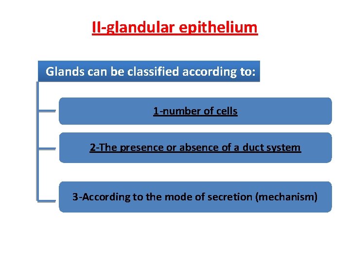 II-glandular epithelium Glands can be classified according to: 1 -number of cells 2 -The