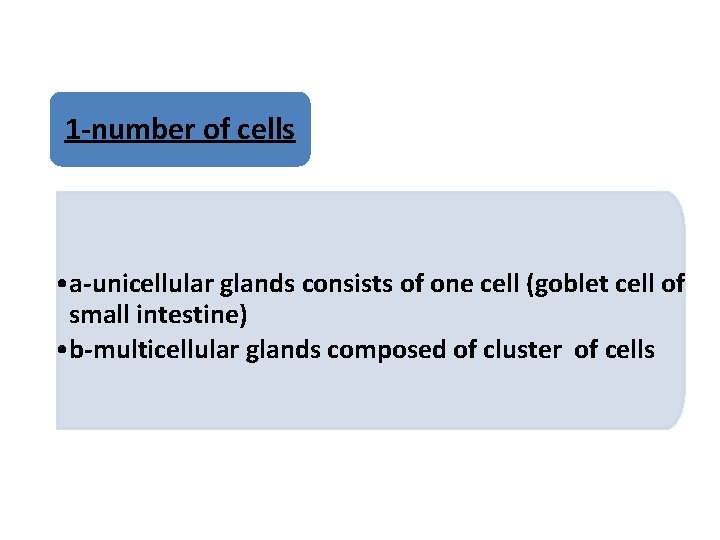 1 -number of cells • a-unicellular glands consists of one cell (goblet cell of