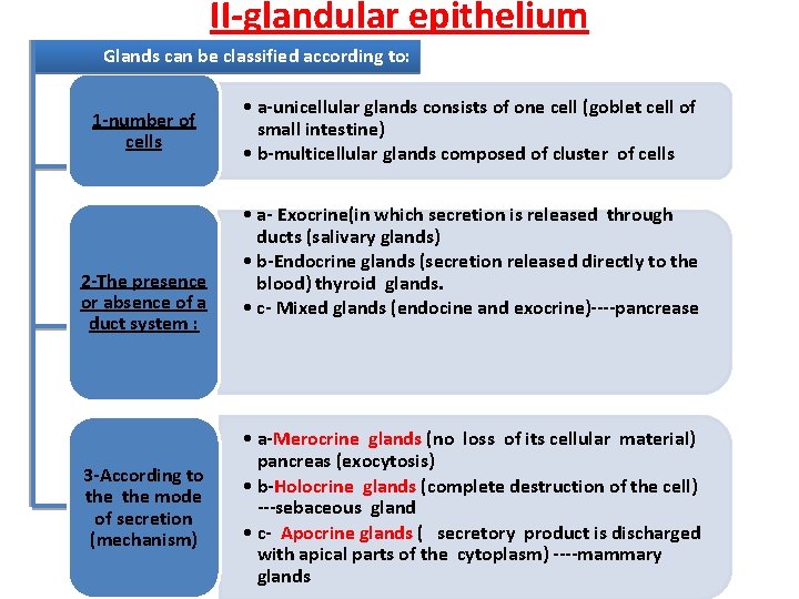 II-glandular epithelium Glands can be classified according to: 1 -number of cells 2 -The