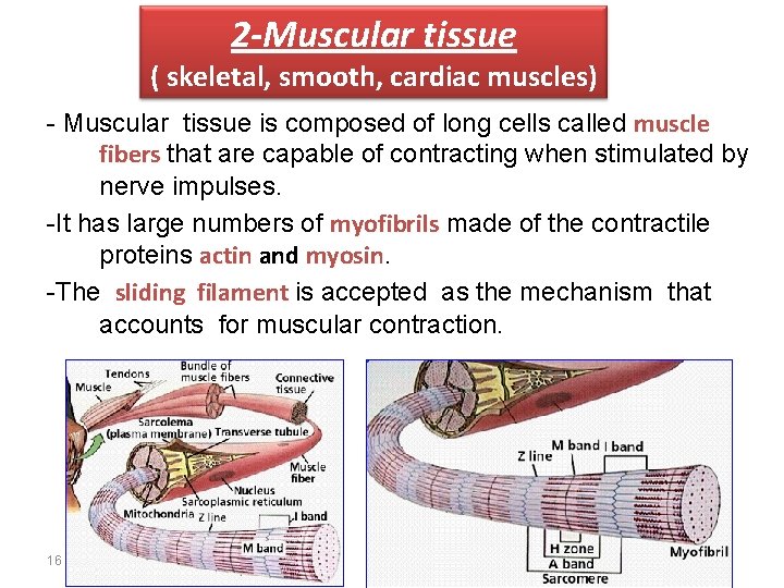 2 -Muscular tissue ( skeletal, smooth, cardiac muscles) - Muscular tissue is composed of