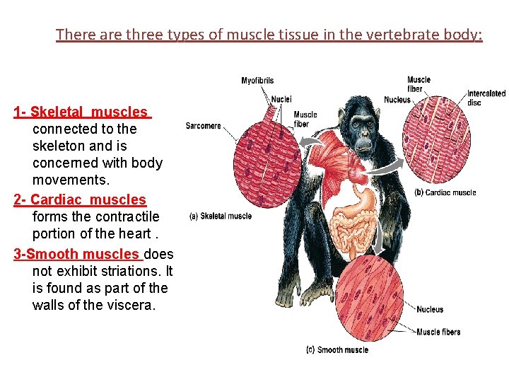 There are three types of muscle tissue in the vertebrate body: 1 - Skeletal