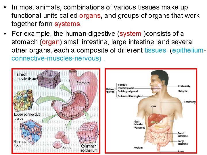  • In most animals, combinations of various tissues make up functional units called