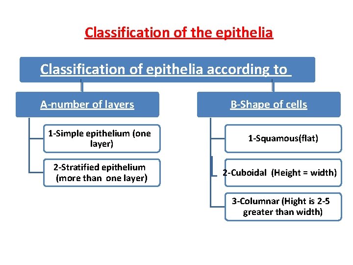 Classification of the epithelia Classification of epithelia according to A-number of layers 1 -Simple