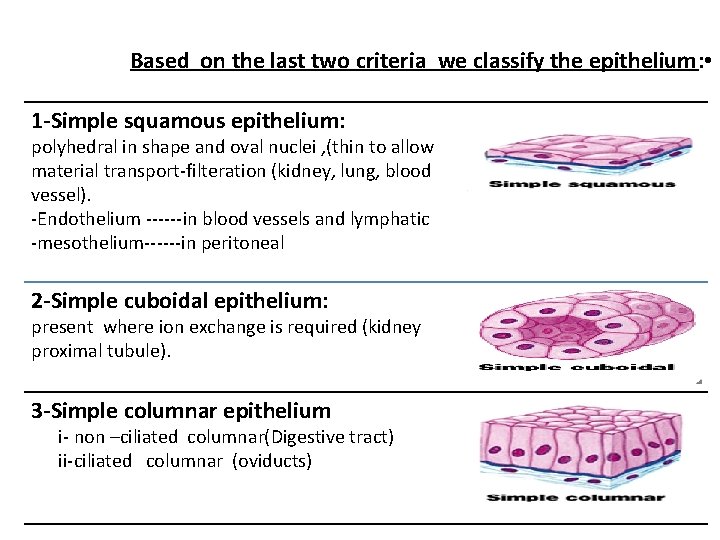 Based on the last two criteria we classify the epithelium: • 1 -Simple squamous