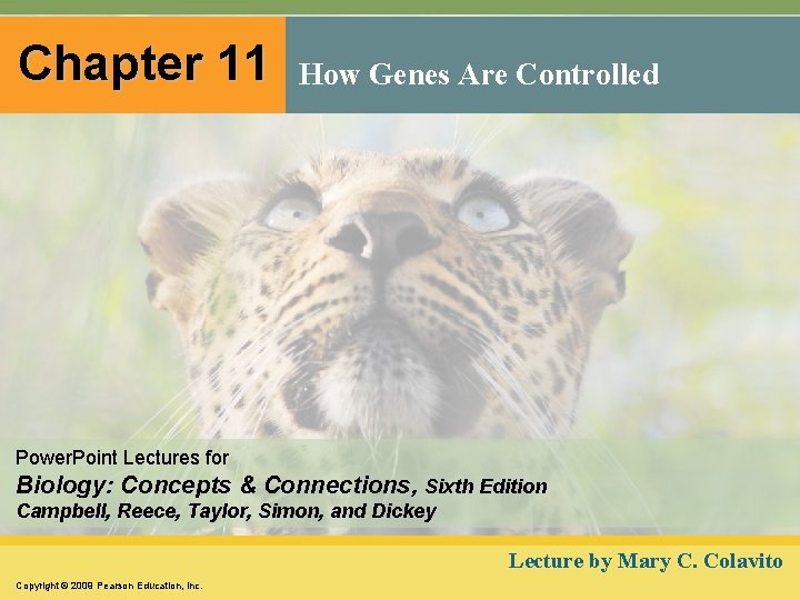 Chapter 11 How Genes Are Controlled Power. Point Lectures for Biology: Concepts & Connections,