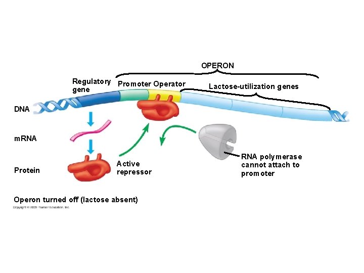 OPERON Regulatory Promoter Operator gene Lactose-utilization genes DNA m. RNA Protein Active repressor Operon