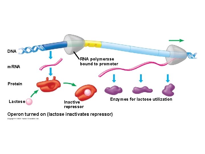 DNA m. RNA polymerase bound to promoter Protein Lactose Inactive repressor Enzymes for lactose
