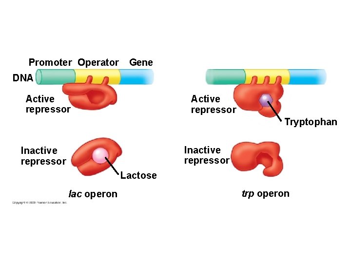 Promoter Operator Gene DNA Active repressor Tryptophan Inactive repressor Lactose lac operon trp operon