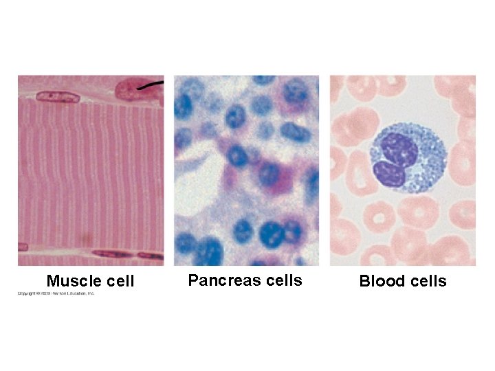 Muscle cell Pancreas cells Blood cells 
