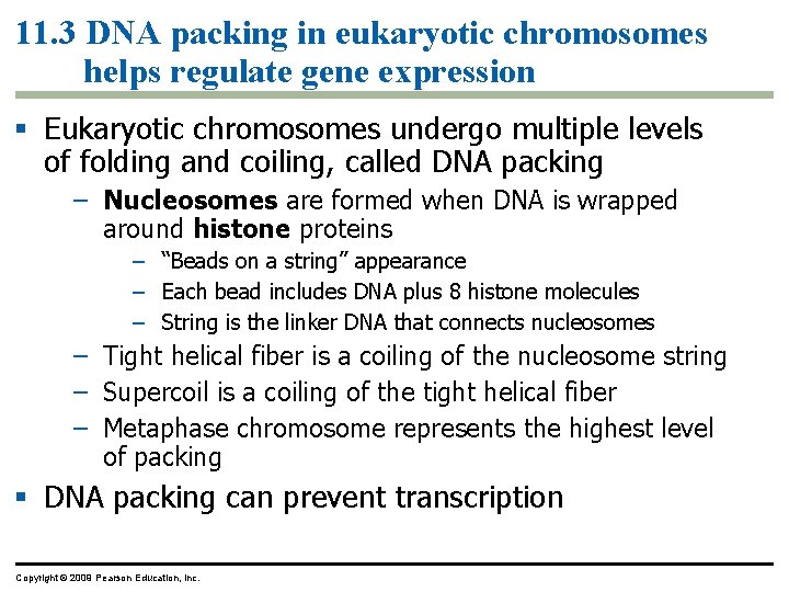 11. 3 DNA packing in eukaryotic chromosomes helps regulate gene expression Eukaryotic chromosomes undergo