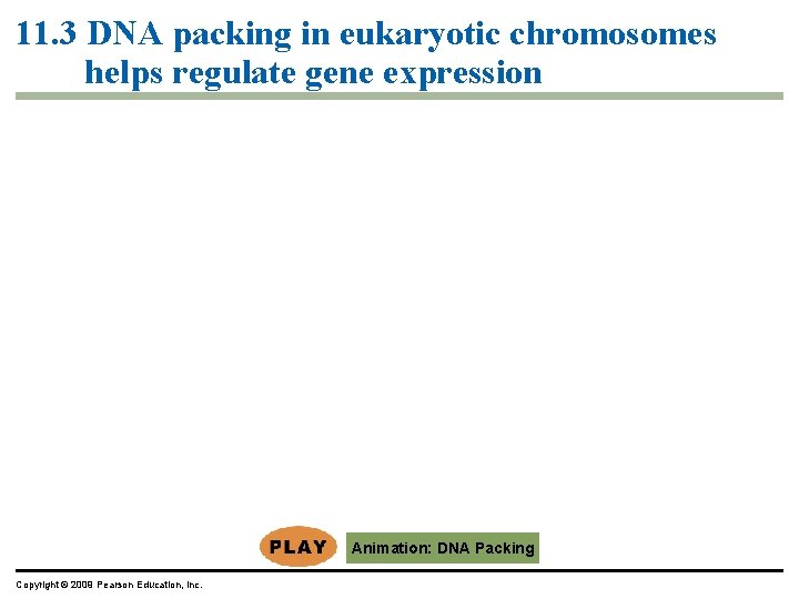11. 3 DNA packing in eukaryotic chromosomes helps regulate gene expression Animation: DNA Packing