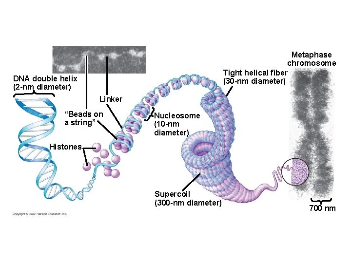 Metaphase chromosome Tight helical fiber (30 -nm diameter) DNA double helix (2 -nm diameter)