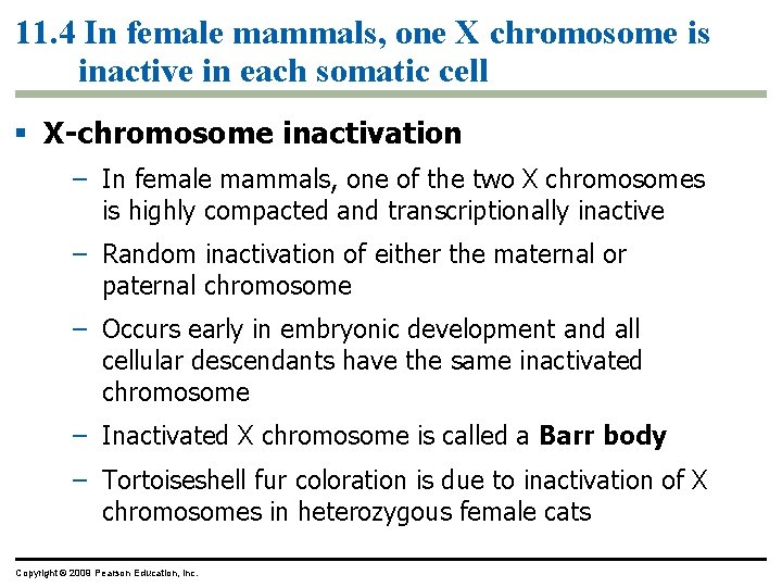11. 4 In female mammals, one X chromosome is inactive in each somatic cell