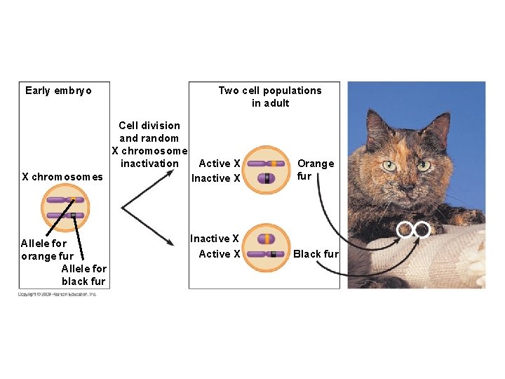 Early embryo Two cell populations in adult Cell division and random X chromosome inactivation