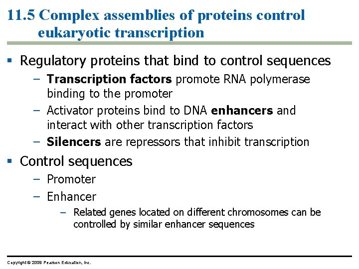 11. 5 Complex assemblies of proteins control eukaryotic transcription Regulatory proteins that bind to