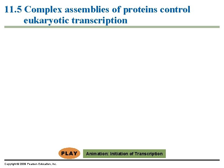 11. 5 Complex assemblies of proteins control eukaryotic transcription Animation: Initiation of Transcription Copyright