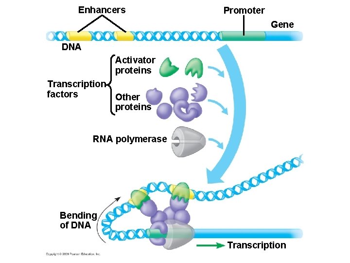 Enhancers Promoter Gene DNA Activator proteins Transcription factors Other proteins RNA polymerase Bending of