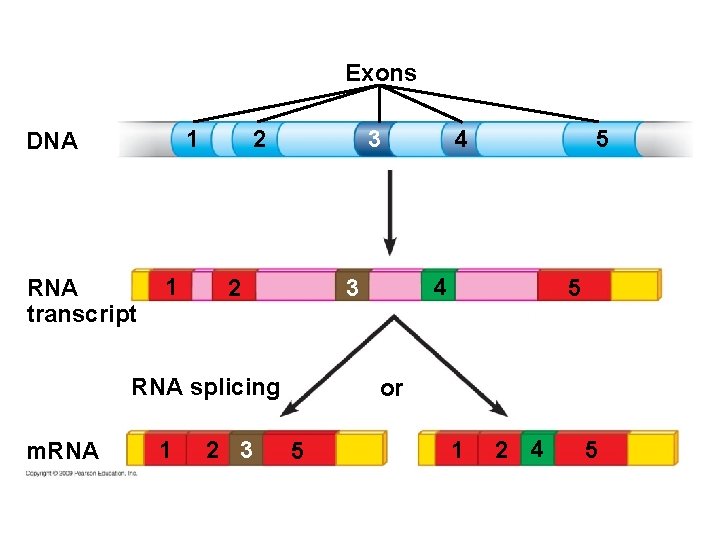 Exons 1 DNA RNA transcript 1 1 2 3 5 4 3 2 RNA