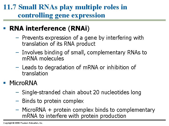 11. 7 Small RNAs play multiple roles in controlling gene expression RNA interference (RNAi)