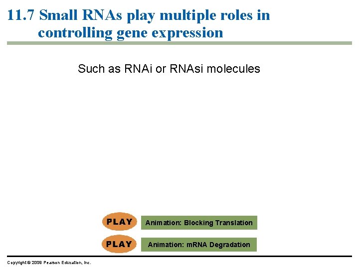 11. 7 Small RNAs play multiple roles in controlling gene expression Such as RNAi