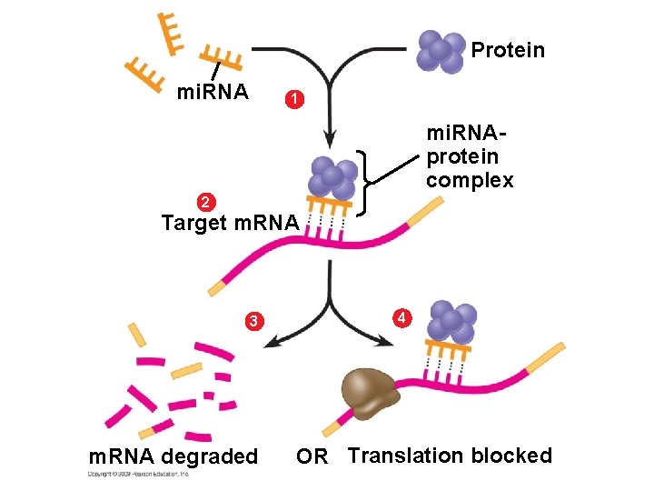 Protein mi. RNA 1 mi. RNAprotein complex 2 Target m. RNA 3 m. RNA