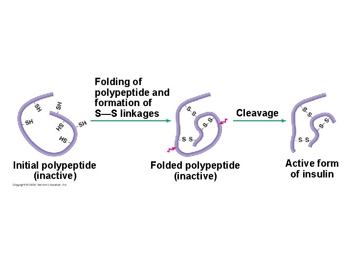 Folding of polypeptide and formation of S—S linkages Initial polypeptide (inactive) Cleavage Folded polypeptide