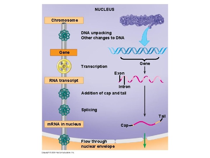 NUCLEUS Chromosome DNA unpacking Other changes to DNA Gene Transcription Exon RNA transcript Intron