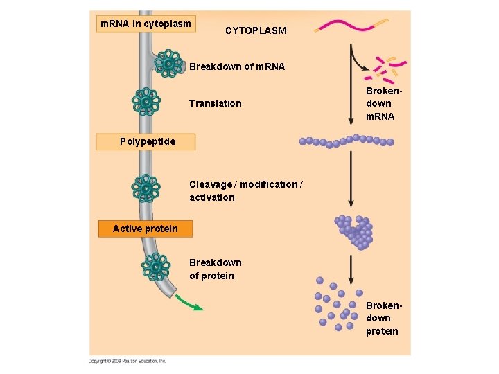 m. RNA in cytoplasm CYTOPLASM Breakdown of m. RNA Translation Brokendown m. RNA Polypeptide