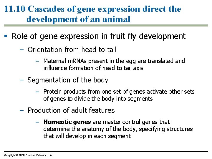 11. 10 Cascades of gene expression direct the development of an animal Role of