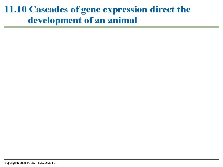 11. 10 Cascades of gene expression direct the development of an animal Copyright ©