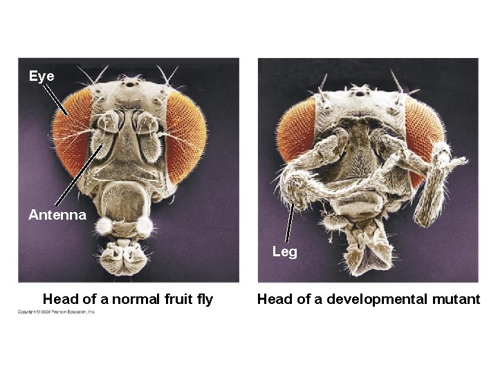 Eye Antenna Leg Head of a normal fruit fly Head of a developmental mutant