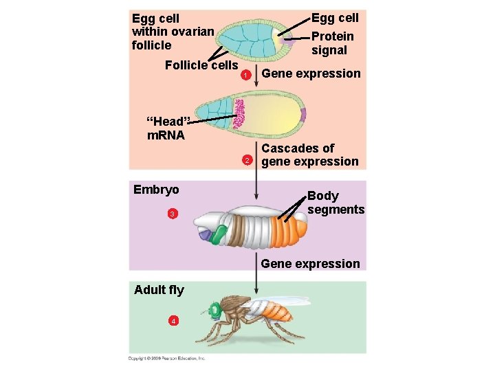 Egg cell within ovarian follicle Follicle cells Protein signal 1 “Head” m. RNA 2