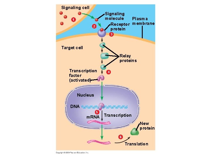 Signaling cell Signaling molecule Plasma Receptor membrane protein 1 2 3 Target cell Relay