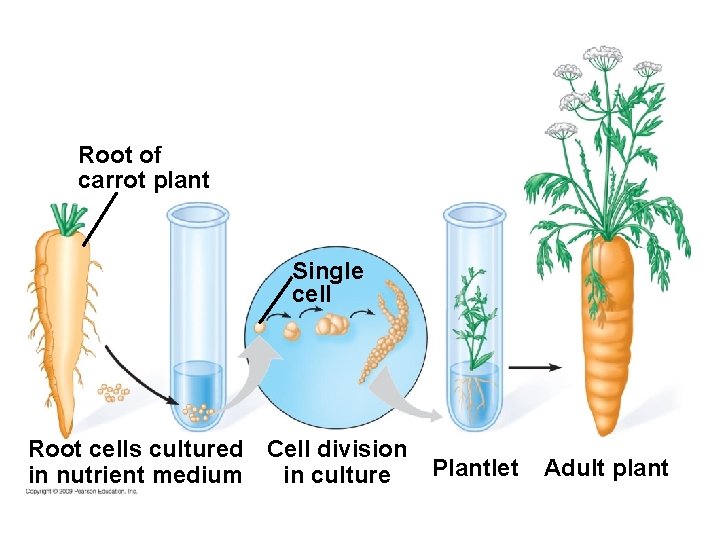 Root of carrot plant Single cell Root cells cultured Cell division in culture in
