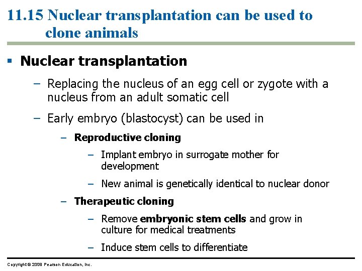 11. 15 Nuclear transplantation can be used to clone animals Nuclear transplantation – Replacing