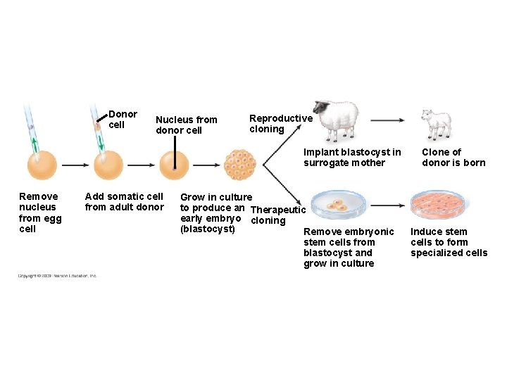 Donor cell Nucleus from donor cell Reproductive cloning Implant blastocyst in surrogate mother Remove