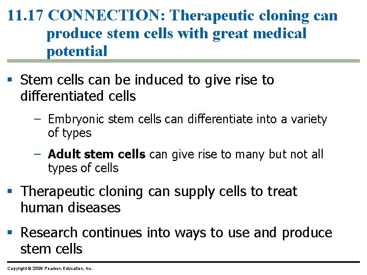 11. 17 CONNECTION: Therapeutic cloning can produce stem cells with great medical potential Stem