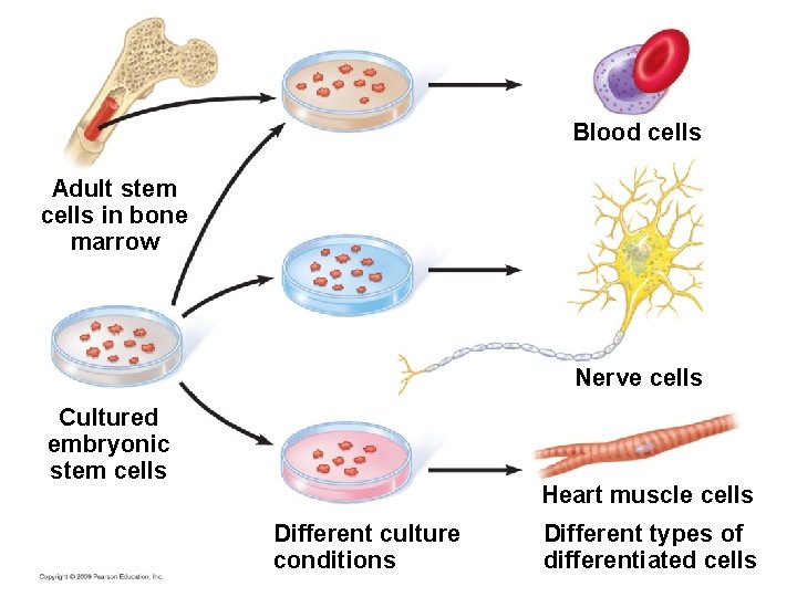 Blood cells Adult stem cells in bone marrow Nerve cells Cultured embryonic stem cells